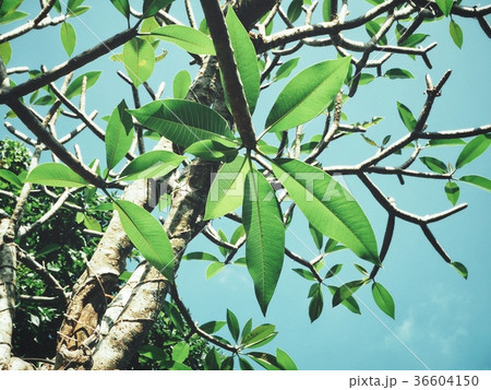 Branches of tree Branches of tree 36604150