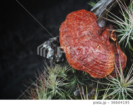 Ganoderma Lucidum - Ling Zhi Mushroom Ganoderma Lucidum - Ling Zhi Mushroom 36604195