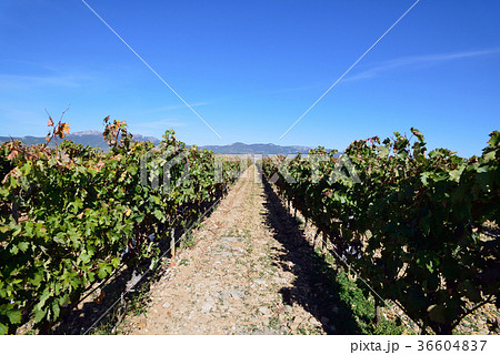 スペイン ビルバオ ワイナリー スペイン ビルバオ ワイナリー 36604837