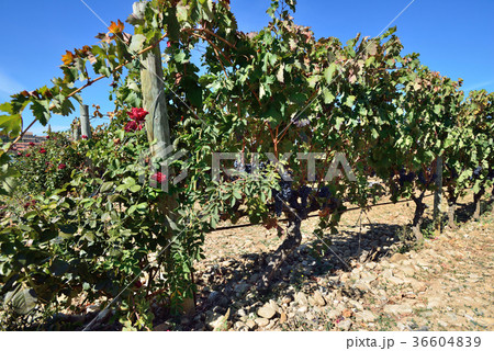 スペイン　ビルバオ　ワイナリー 36604839