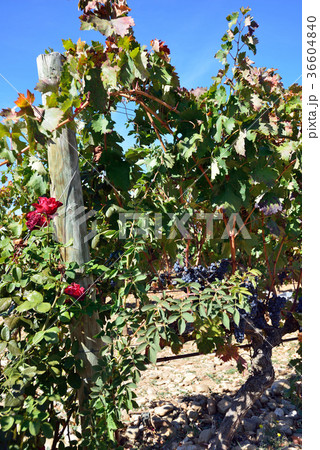 スペイン　ビルバオ　ワイナリー 36604840