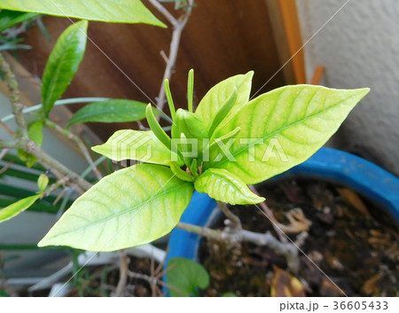 クチナシの蕾 36605433