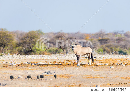 Oryx Oryx 36605542