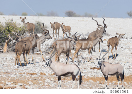 Herd of Kudu 36605561