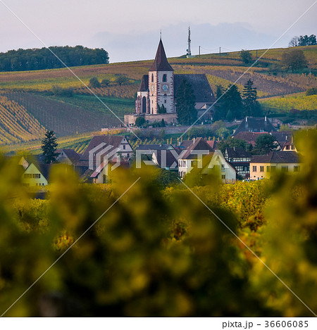 Fortified and medieval church in vineyard autumn 36606085