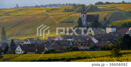 Fortified and medieval church in vineyard autumn Fortified and medieval church in vineyard autumn 36606092