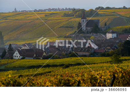 Fortified and medieval church in vineyard autumn Fortified and medieval church in vineyard autumn 36606093