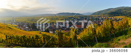 Alsace village, with vineyard, Riquewhir. France Alsace village, with vineyard, Riquewhir. France 36606098