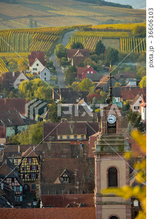 Alsace village, vineyard, Riquewhir,France Alsace village, vineyard, Riquewhir,France 36606103