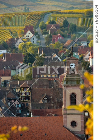 Alsace village, vineyard, Riquewhir,France Alsace village, vineyard, Riquewhir,France 36606104