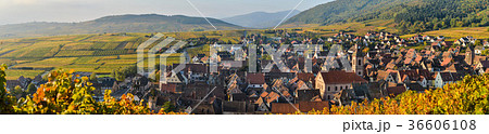 Alsace village, with vineyard, Riquewhir. France 36606108