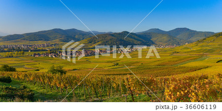 Vineyard and townscape Kaysersberg, Alsace 36606119