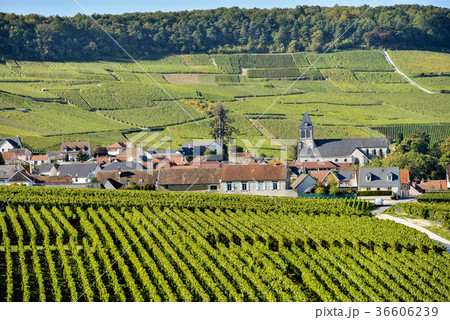 Champagne vineyards Mancy in Marne department 36606239