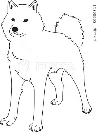 北海道犬 モノクロのイラスト素材 36606311 Pixta