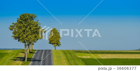 Asphalt road lined with fields and trees Asphalt road lined with fields and trees 36606377