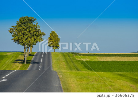 Asphalt road lined with fields and trees Asphalt road lined with fields and trees 36606378