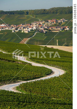 Champagne vineyards Cuis in Marne department 36606385