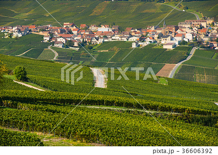 Champagne vineyards Cuis in Marne department Champagne vineyards Cuis in Marne department 36606392