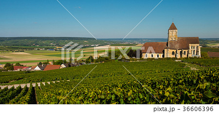 Champagne vineyards Cuis in Marne department Champagne vineyards Cuis in Marne department 36606396