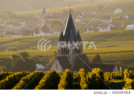 Champagne vineyards Villedomange in Marne 36606468