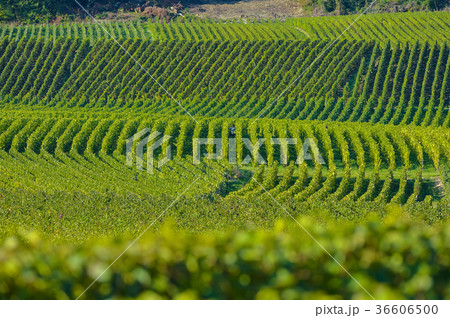 Champagne vineyards Sermiers in Marne 36606500