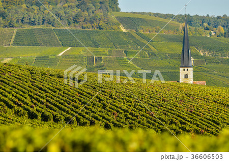 Champagne vineyards Sermiers in Marne Champagne vineyards Sermiers in Marne 36606503
