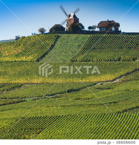 Vineyard windmill Champagne Region near Vernezay Vineyard windmill Champagne Region near Vernezay 36606600