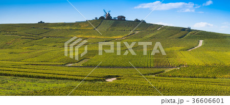 Vineyard windmill Champagne Region near Vernezay 36606601
