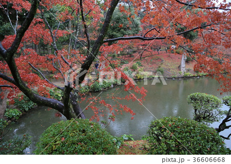 縮景園紅葉 縮景園紅葉 36606668