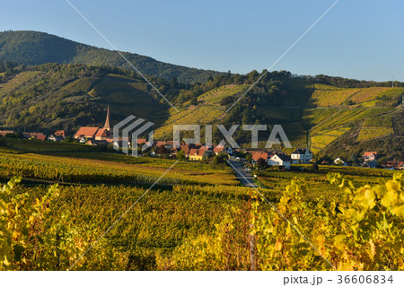 Niedermorschwih, Alsatian vineyards, Alsace 36606834
