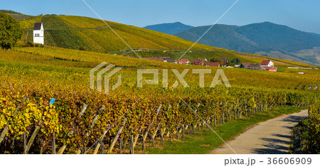 Katzenthal in the vineyard of Alsace 36606909