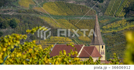 Niedermorschwih, Alsatian vineyards, Alsace 36606912