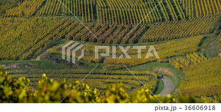 Alsace Vineyards, in autumn, France 36606918