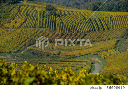 Alsace Vineyards, in autumn, France 36606919