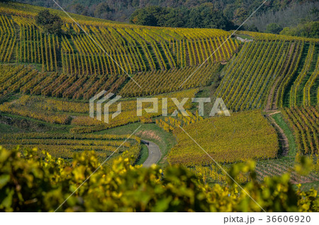 Alsace Vineyards, in autumn, France 36606920