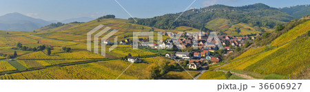 Niedermorschwih, Alsatian vineyards, Alsace Niedermorschwih, Alsatian vineyards, Alsace 36606927