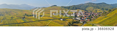 Niedermorschwih, Alsatian vineyards, Alsace Niedermorschwih, Alsatian vineyards, Alsace 36606928