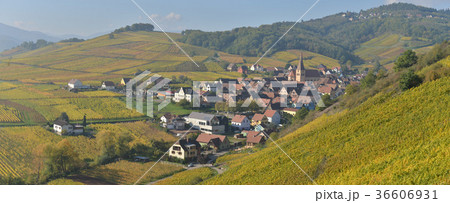 Niedermorschwih, Alsatian vineyards, Alsace 36606931