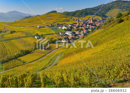 Niedermorschwih, Alsatian vineyards, Alsace 36606932