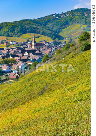 Niedermorschwih, Alsatian vineyards, Alsace Niedermorschwih, Alsatian vineyards, Alsace 36606933