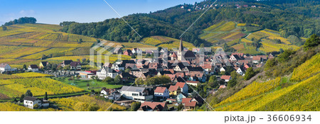 Niedermorschwih, Alsatian vineyards, Alsace 36606934