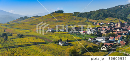 Niedermorschwih, Alsatian vineyards, Alsace Niedermorschwih, Alsatian vineyards, Alsace 36606935