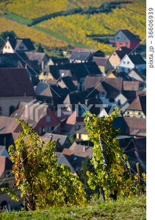 Niedermorschwih, Alsatian vineyards, Alsace Niedermorschwih, Alsatian vineyards, Alsace 36606939