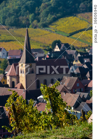 Niedermorschwih, Alsatian vineyards, Alsace Niedermorschwih, Alsatian vineyards, Alsace 36606940
