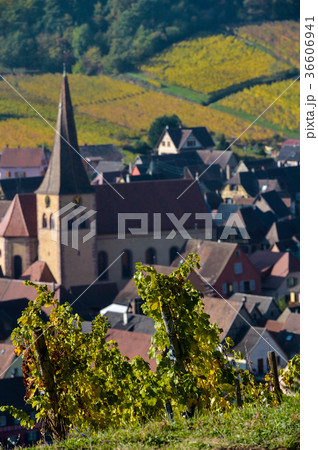 Niedermorschwih, Alsatian vineyards, Alsace Niedermorschwih, Alsatian vineyards, Alsace 36606941