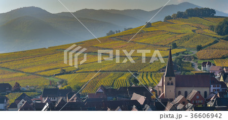Niedermorschwih, Alsatian vineyards, Alsace 36606942