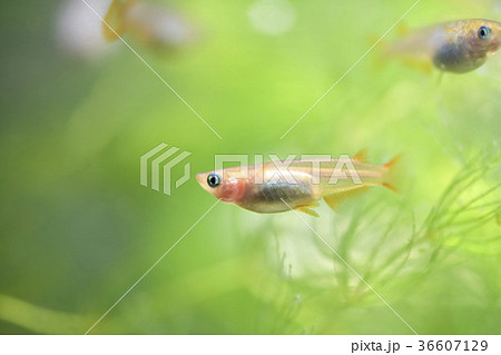 水槽のヒメダカ 36607129