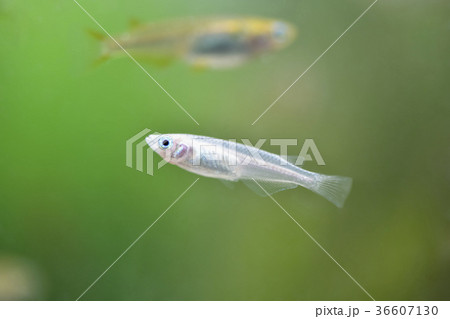 水槽の白メダカ 36607130