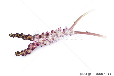 Native edible flower of Thailand on white 36607133