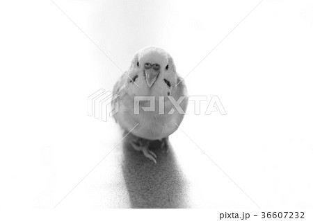 セキセイインコ モノクロイメージ セキセイインコ モノクロイメージ 36607232